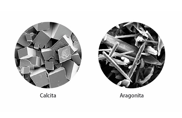calcium04